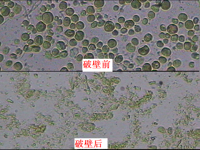 小球藻破壁微纳米粉碎加工